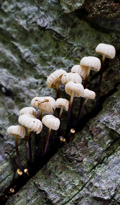 Marasmius rotula